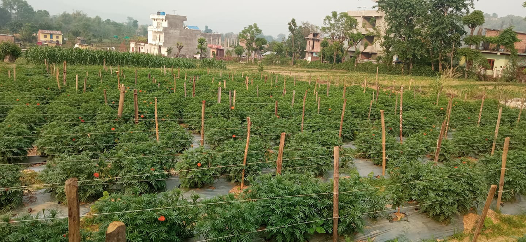 सयपत्री फूल