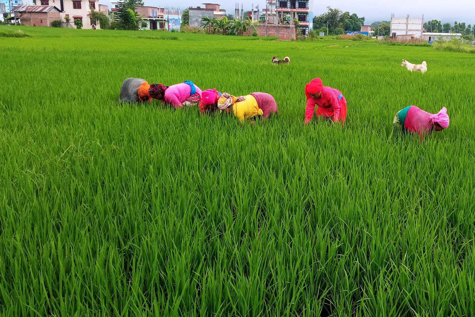 धान गोडमेल गर्दैै किसान