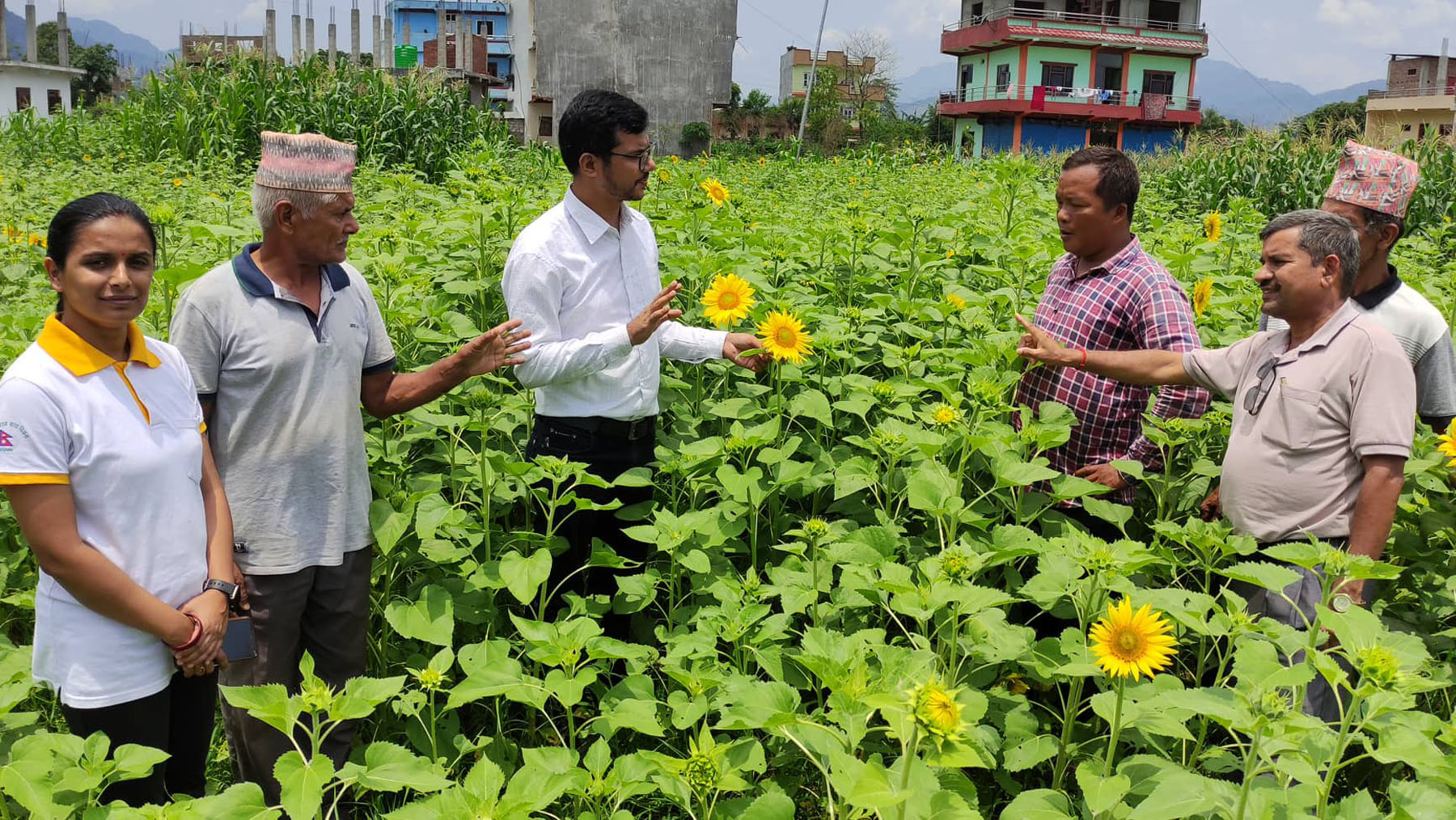 सूर्यमुखी अनुगमन