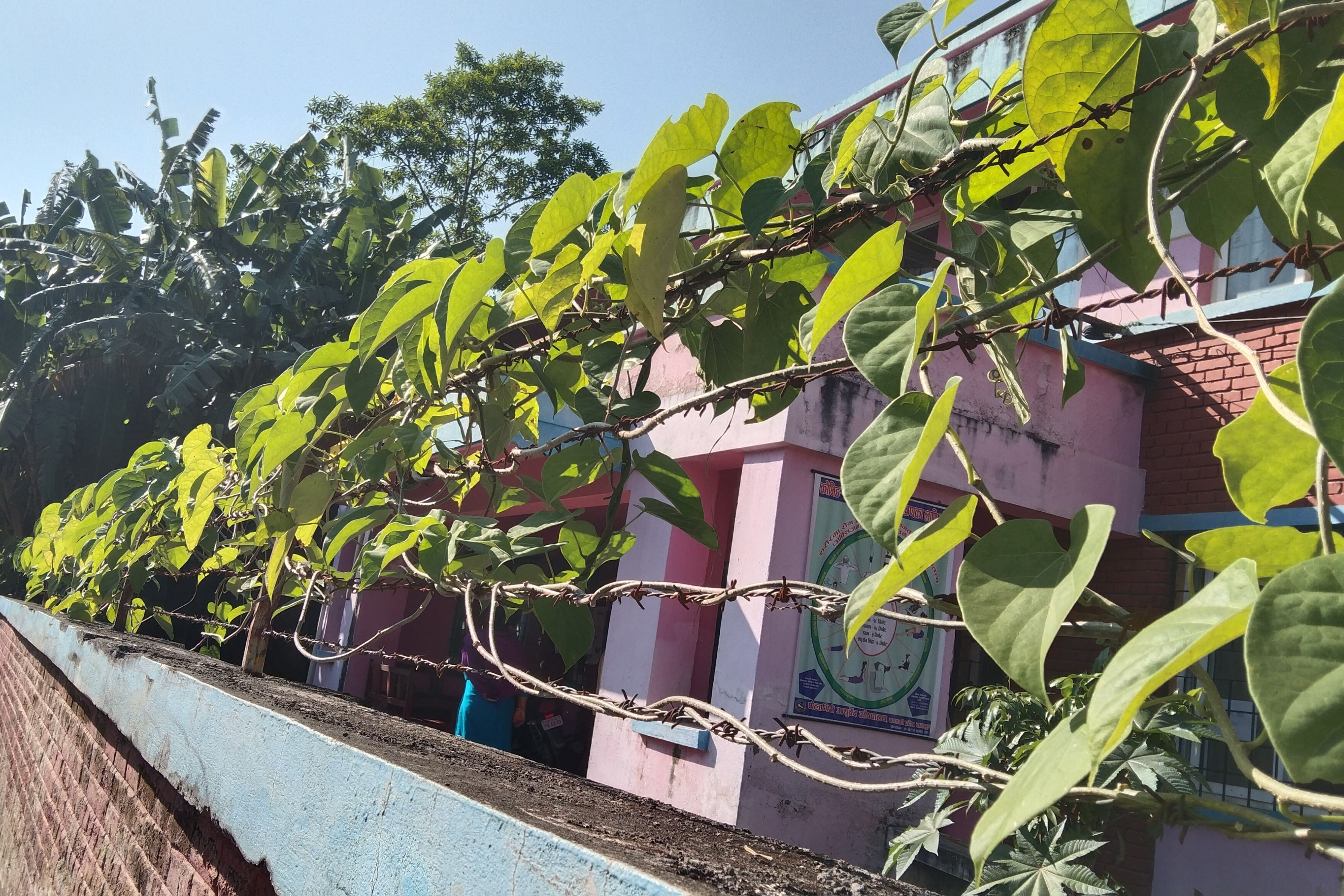बहुगुणी जडिबुटी गुर्जो