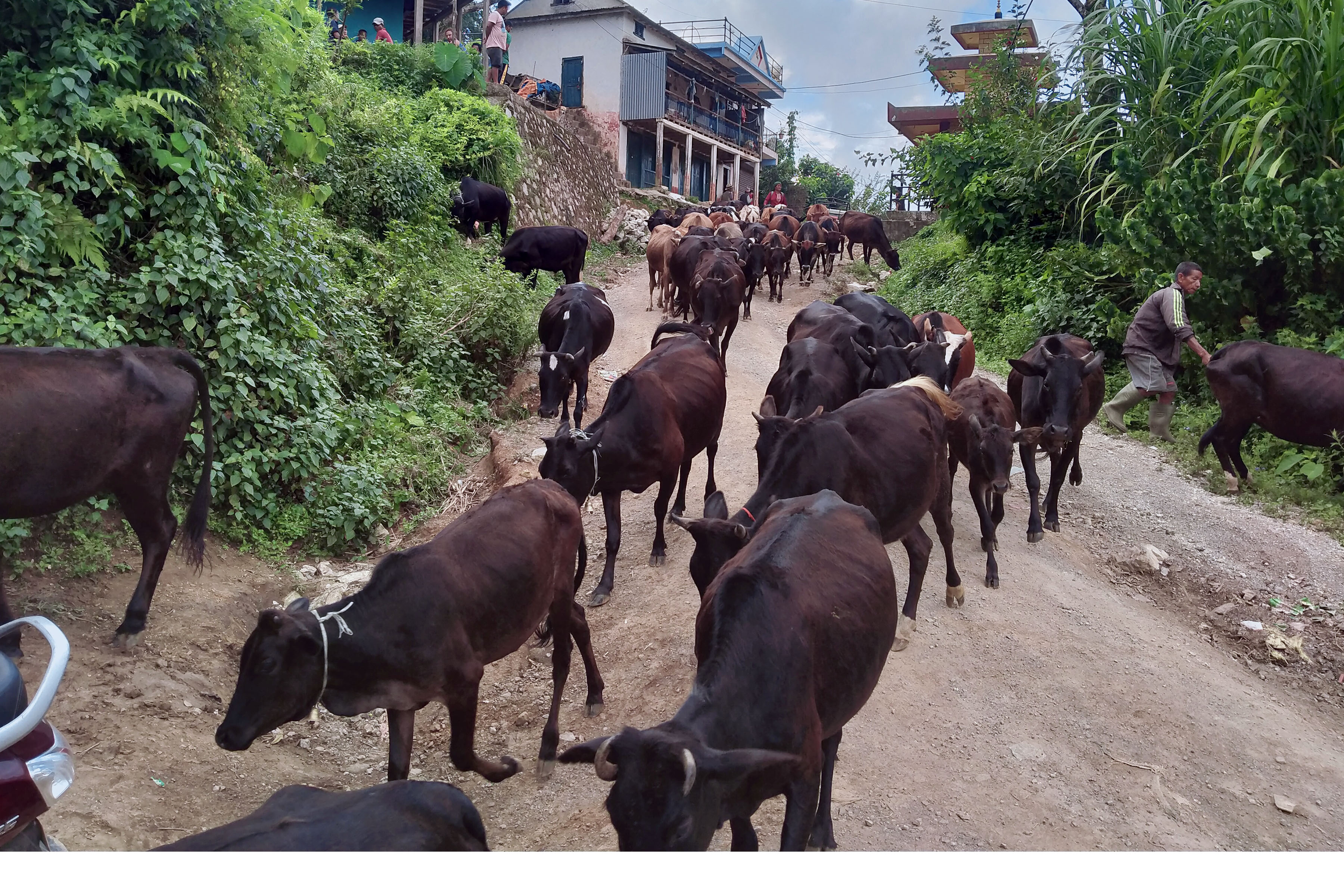 चरन क्षेत्रबाट गौशालातर्फ ल्याइँदै गाई