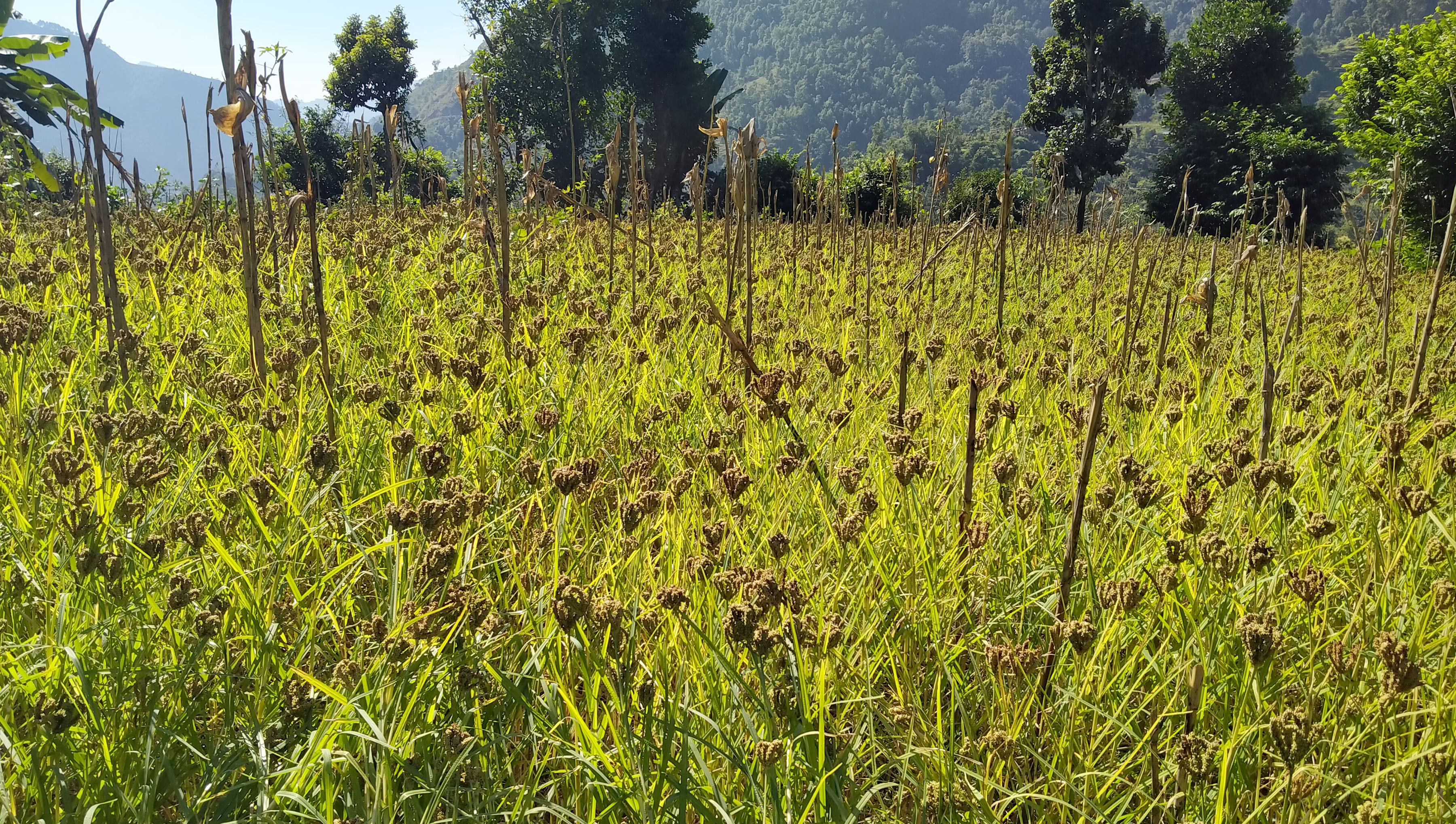 कोदोबाली