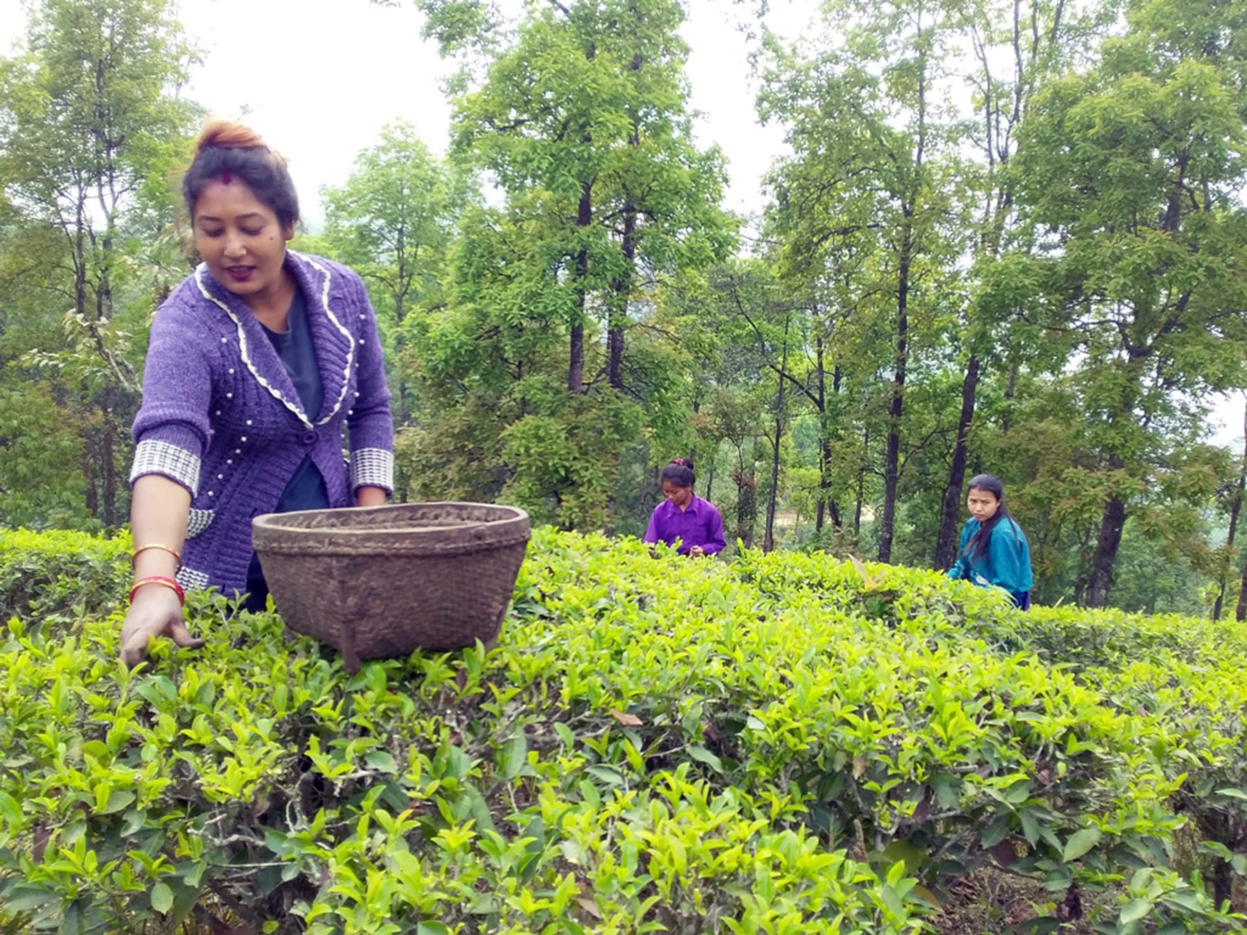 भारतको अवरोधपछि पूर्वका चिया उद्योग बन्द, ६० हजारको रोजगारी संकटमा