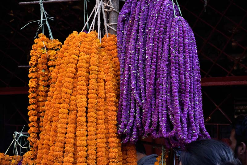 तिहारमा ५० करोड रुपैयाँ बराबरको फूल बिक्री