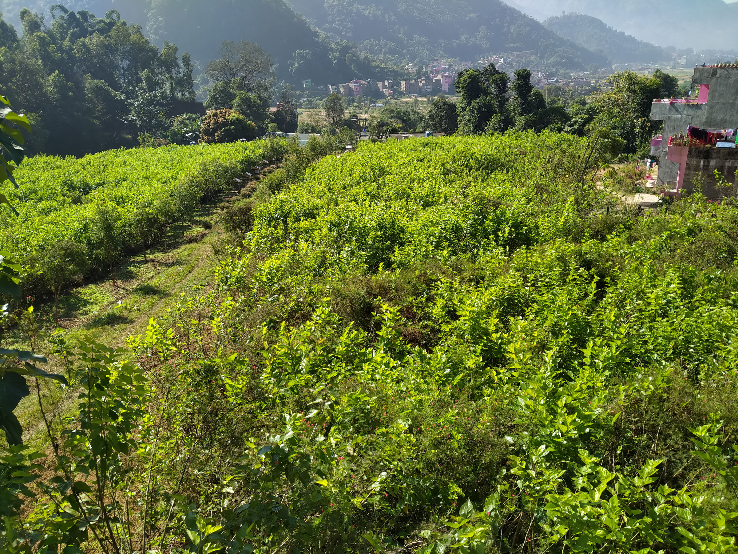 रेशम हराएपछि किम्बु बन्यो पशु आहारा, तीन लाख बिरुवा उत्पादन हुँदै