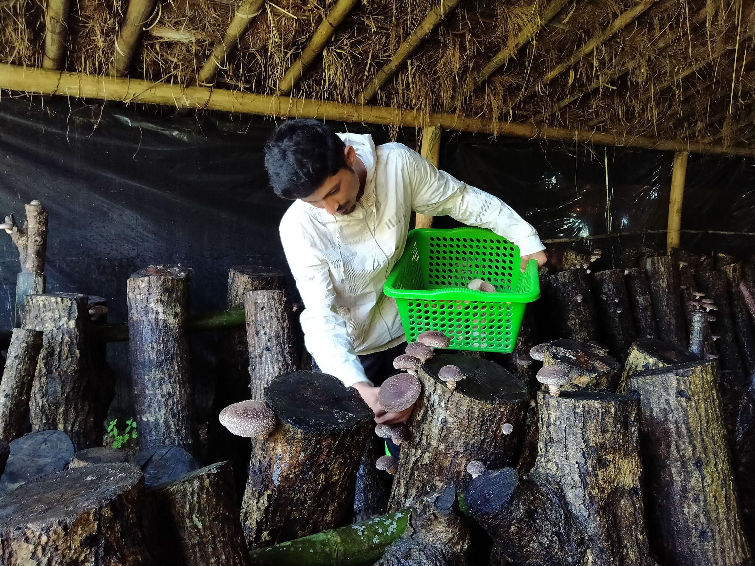 च्याउ टिप्दै युवा व्यवसायी