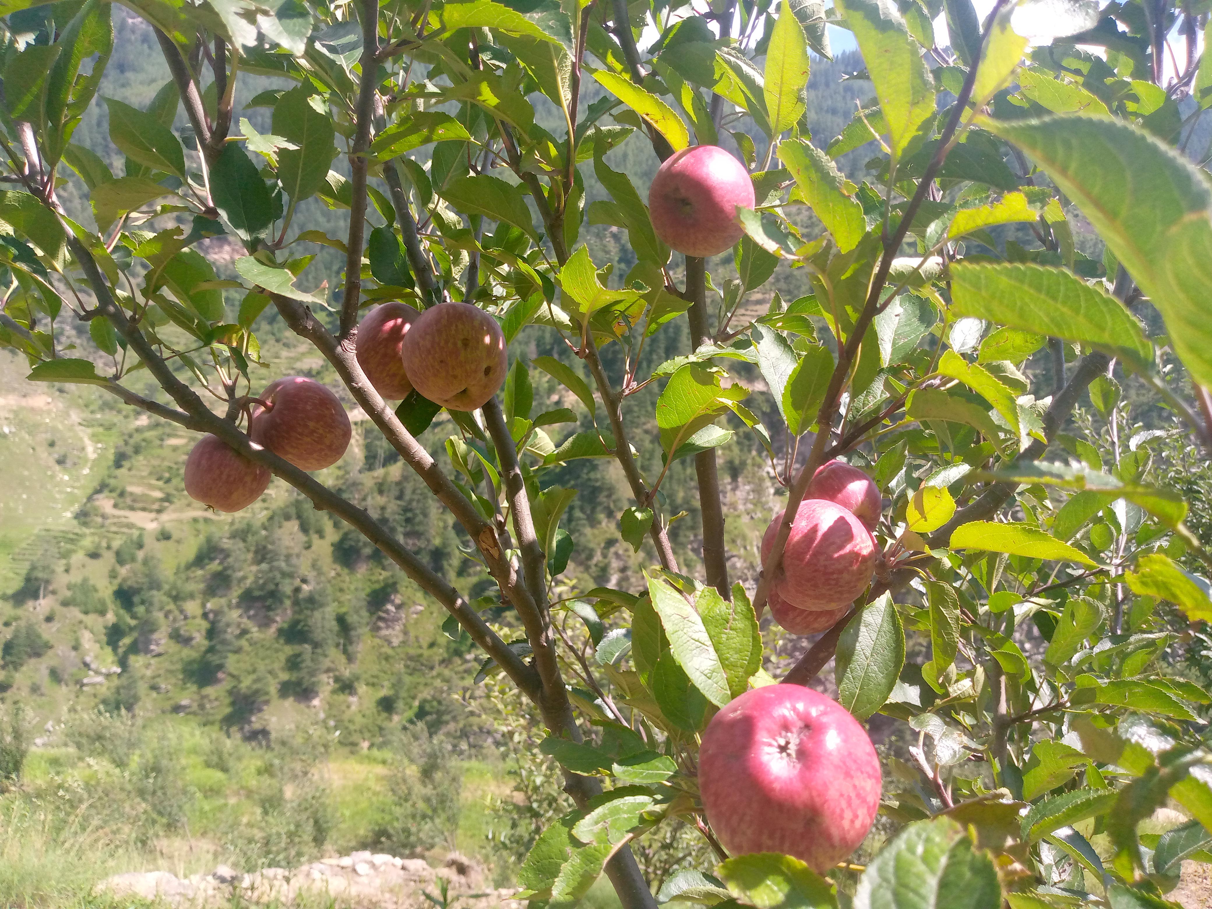 जुम्ली अर्गानिक स्याउ