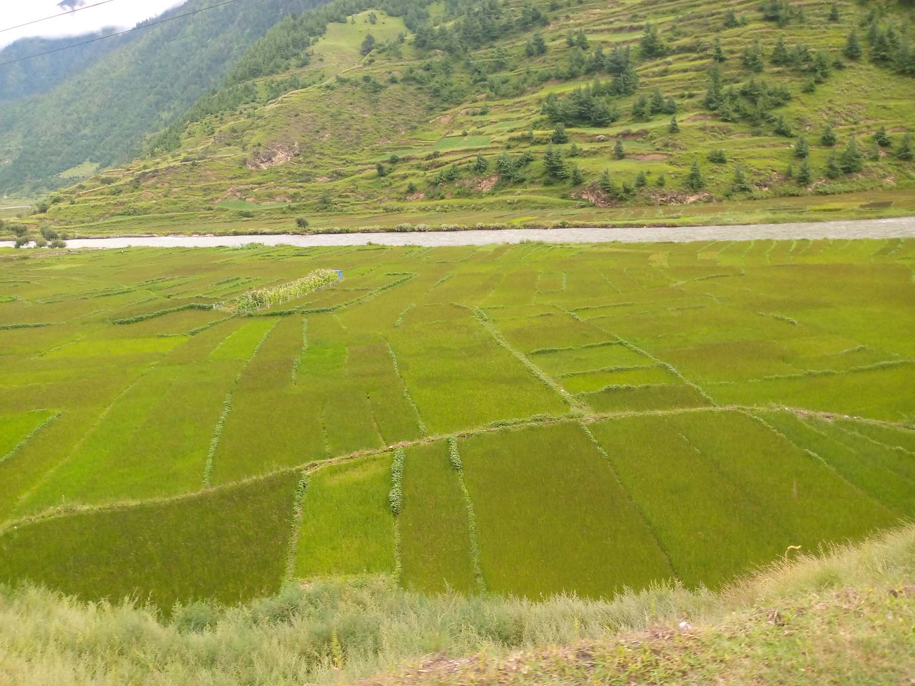 झुल्न थाल्दै मार्सी धान