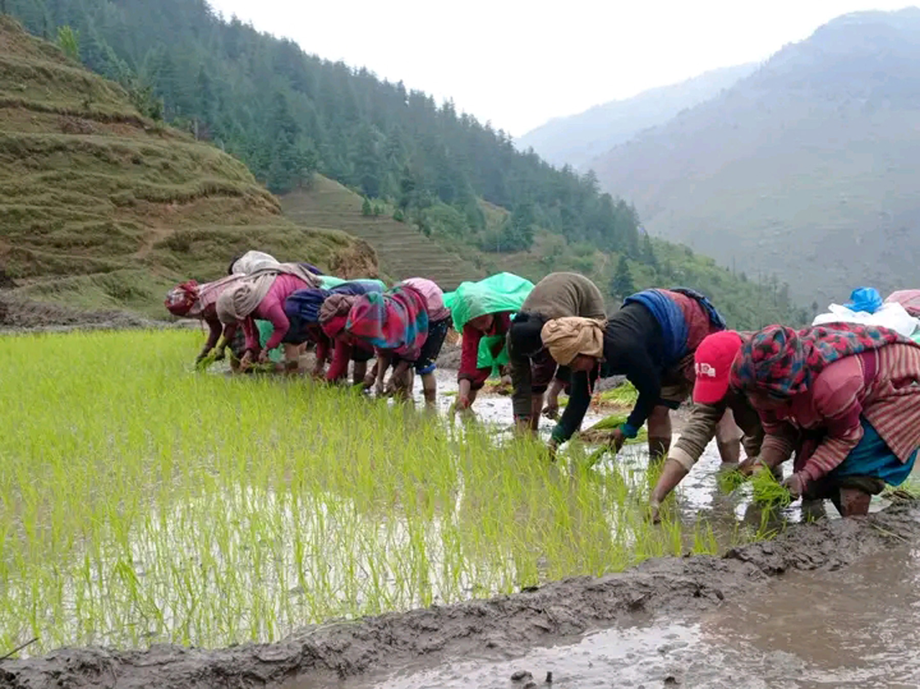 किसानलाई मार्सीधान रोप्न चटारो