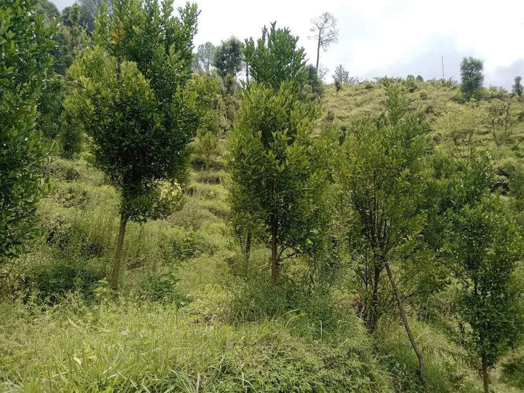सुन्तला खेती