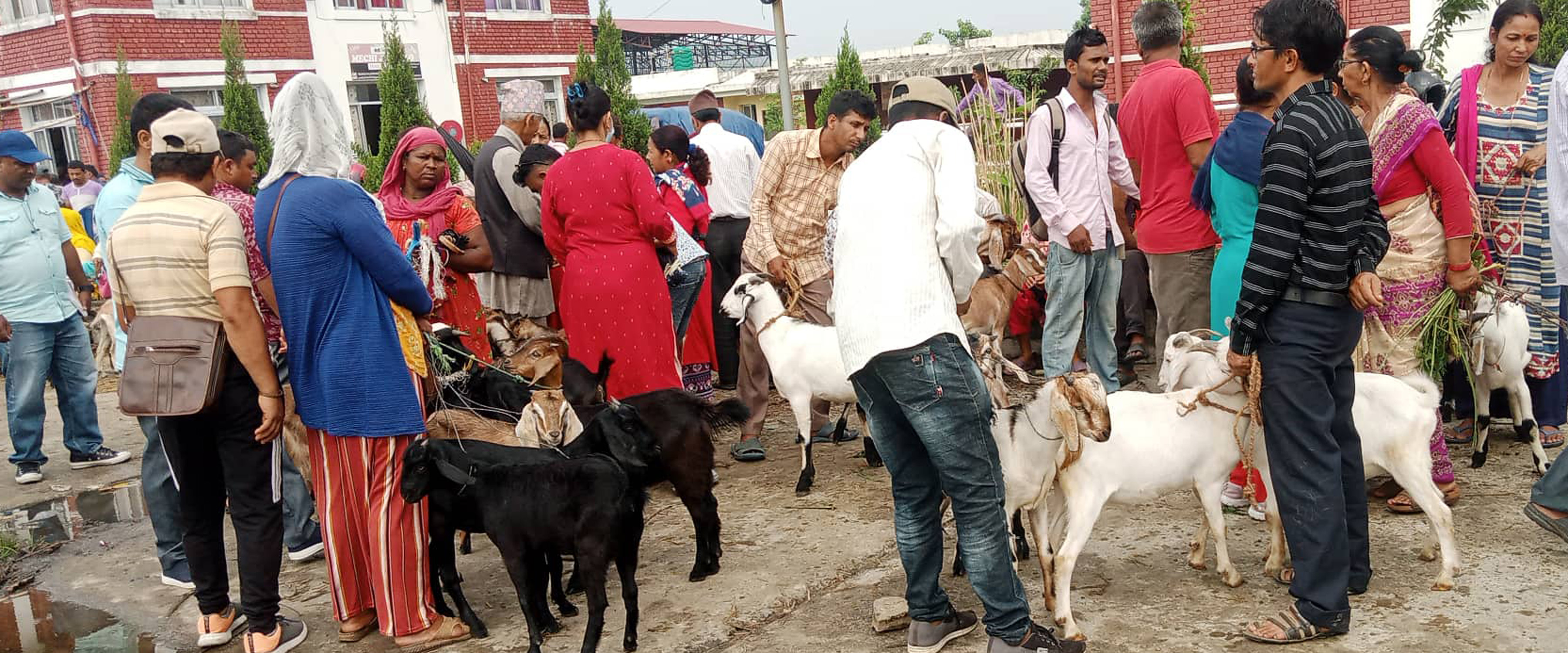 बिक्रीका लागि राखिएका खसीबाख्रा