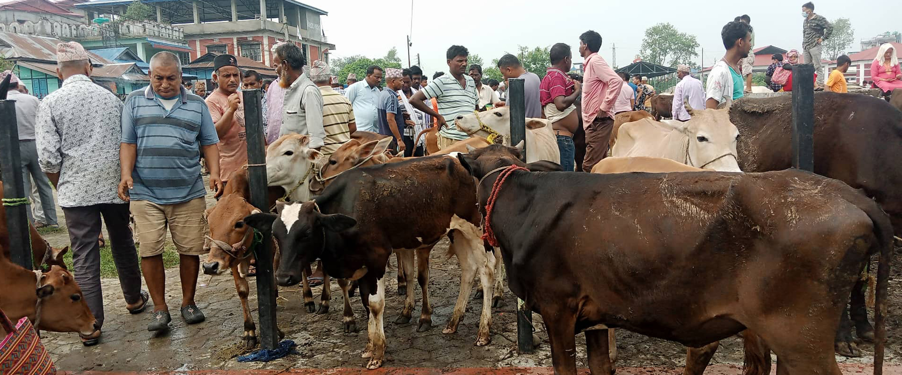 बिक्रीका लागि राखिएका चौपाया