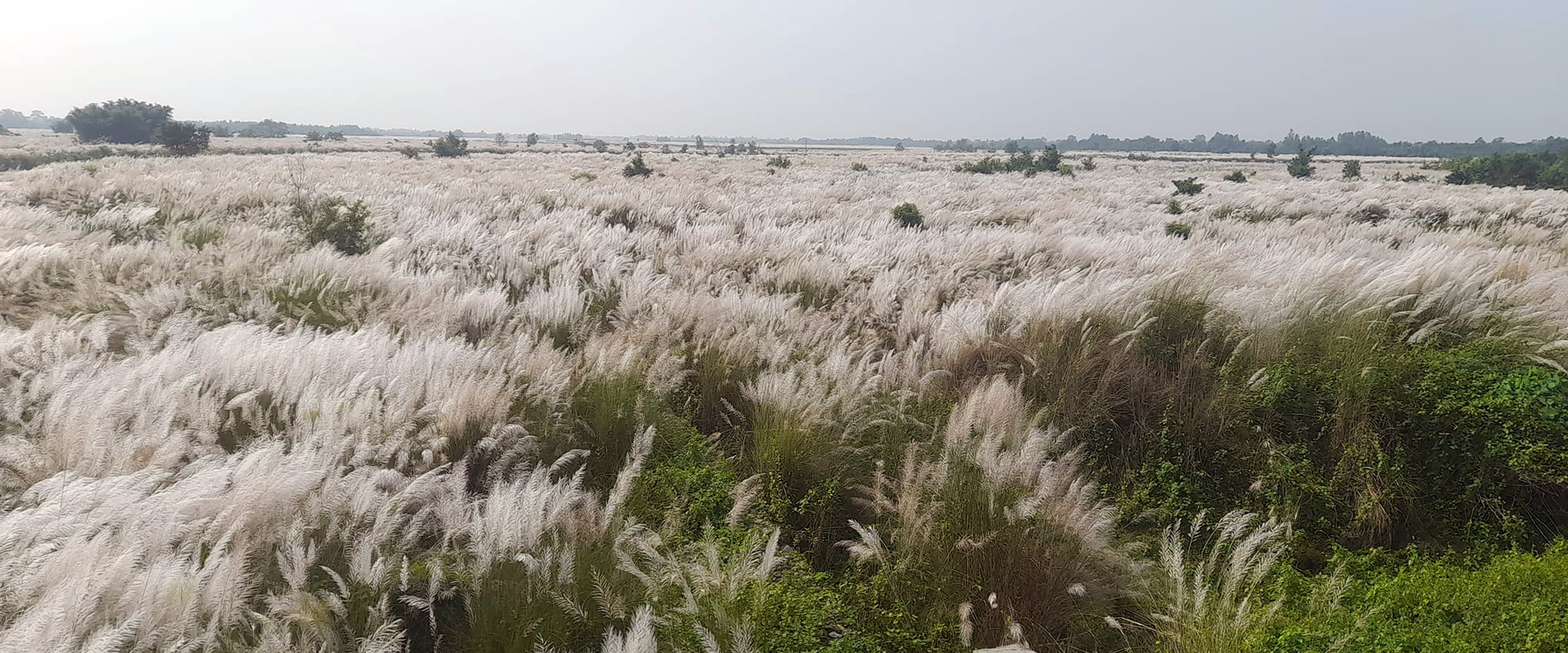 फुलेको काँस
