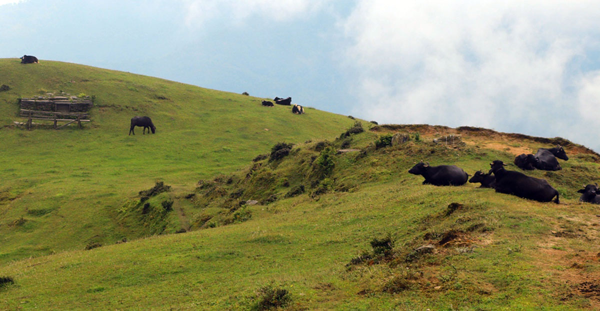खर्कमा गाईवस्तु
