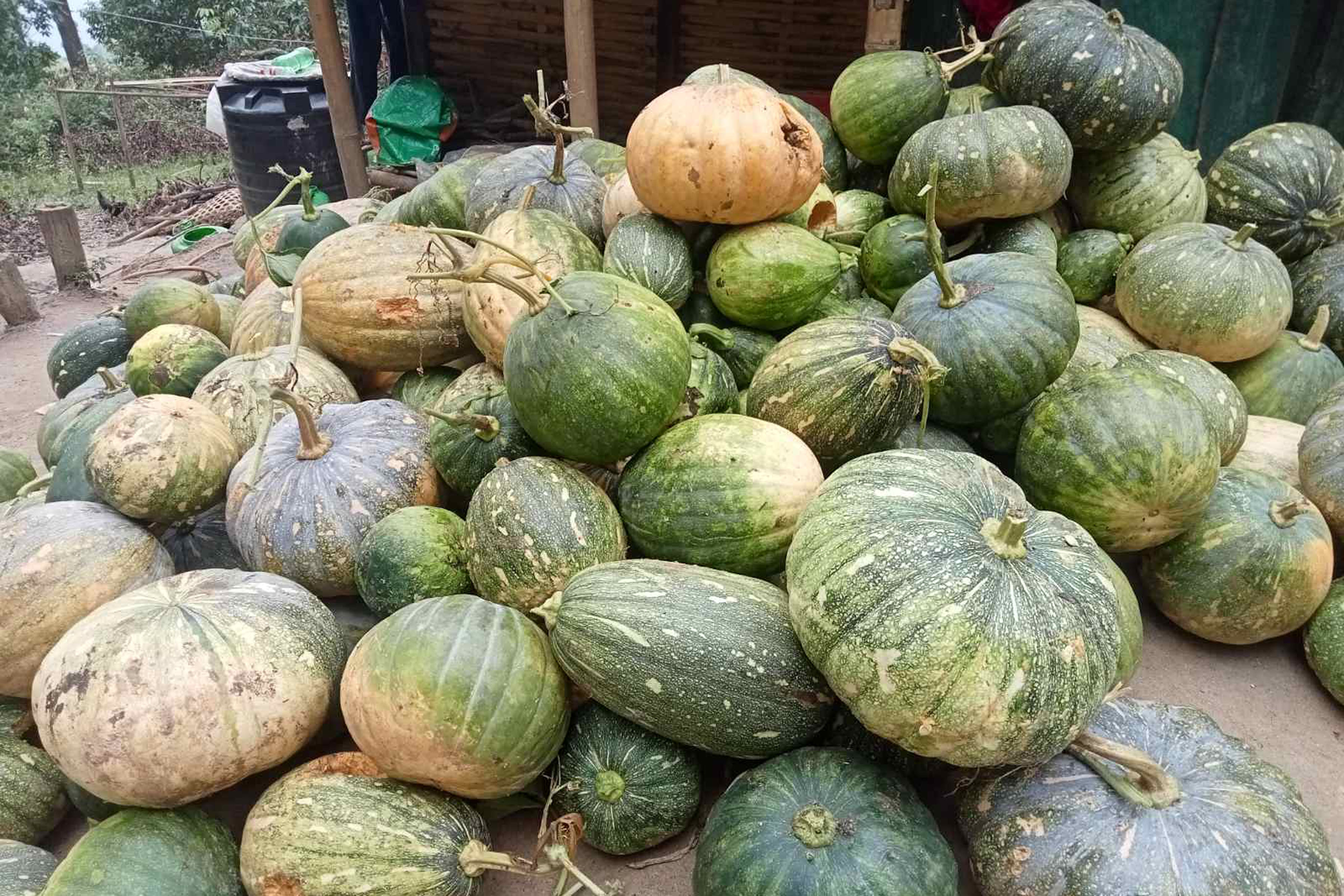 गाईवस्तुलाई खुवाउन थुपारेको फर्सी