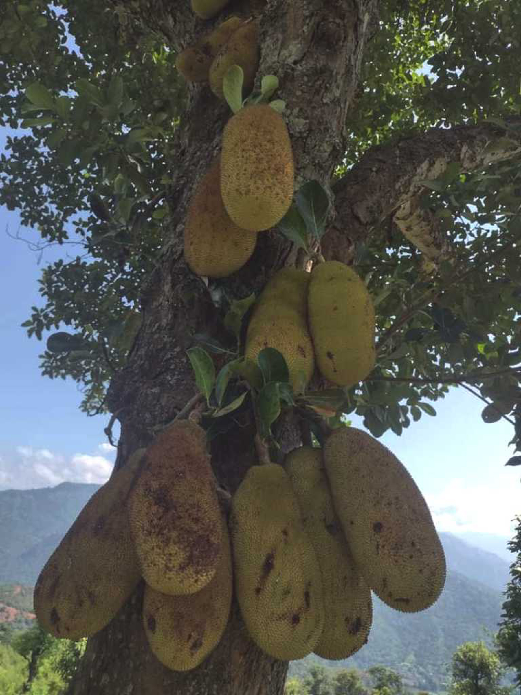 लटरम्म फलेको कटहर