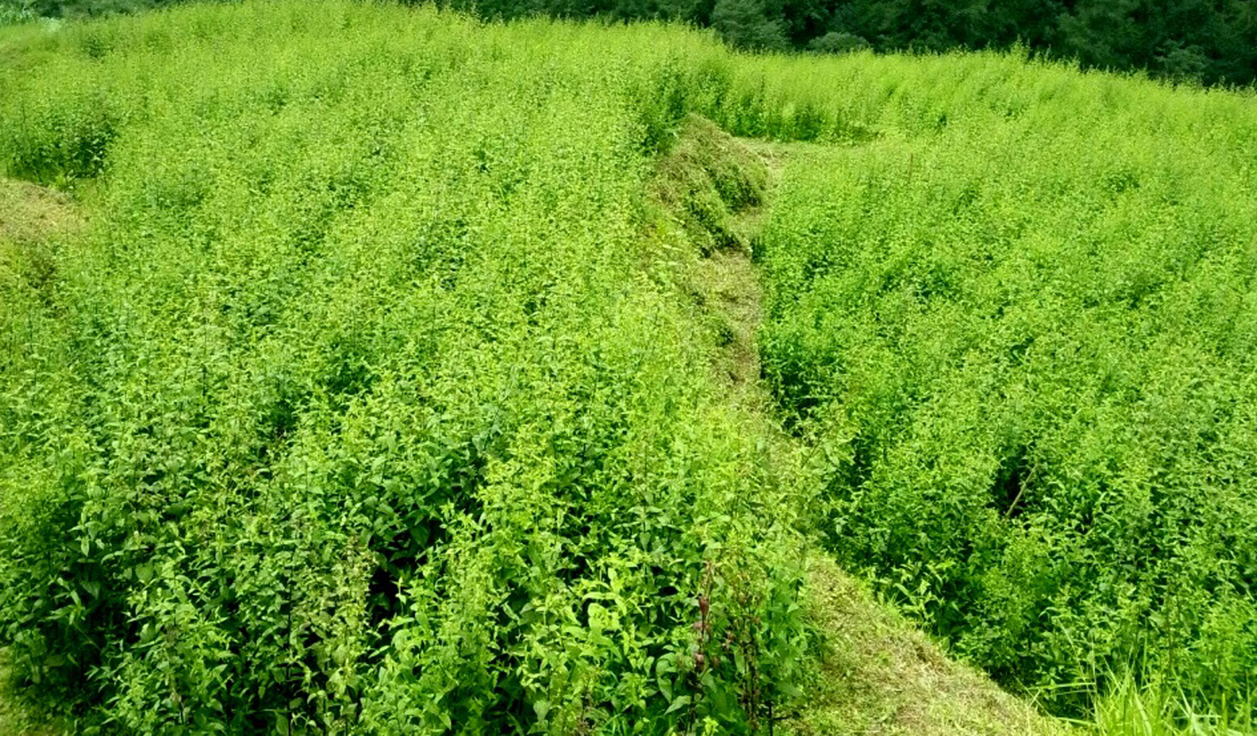 व्यावसायिक चिराइतो खेती