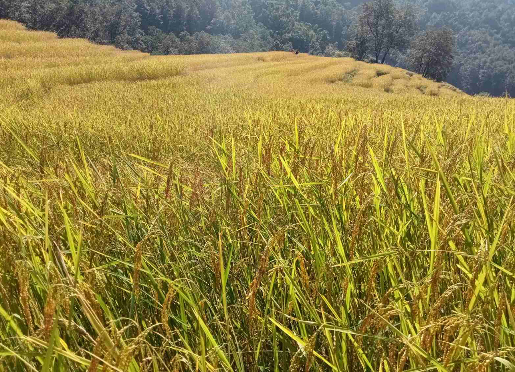 रु २५ करोड ४० लाख बराबरको धानबालीमा नोक्सान,कुन क्षेत्रमा कति ?