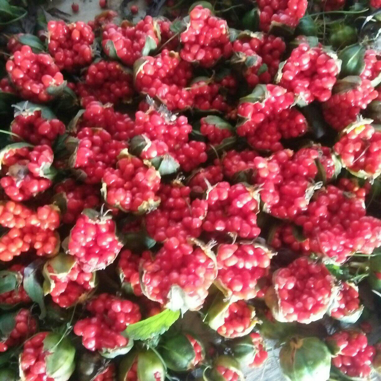 औषधिजन्य जडीबुटी सतुवा