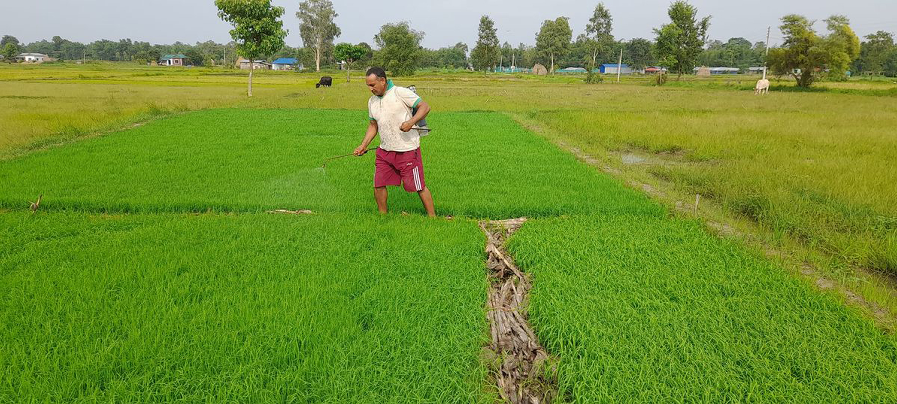 धान खेतमा विषादी छर्किंदै किसान