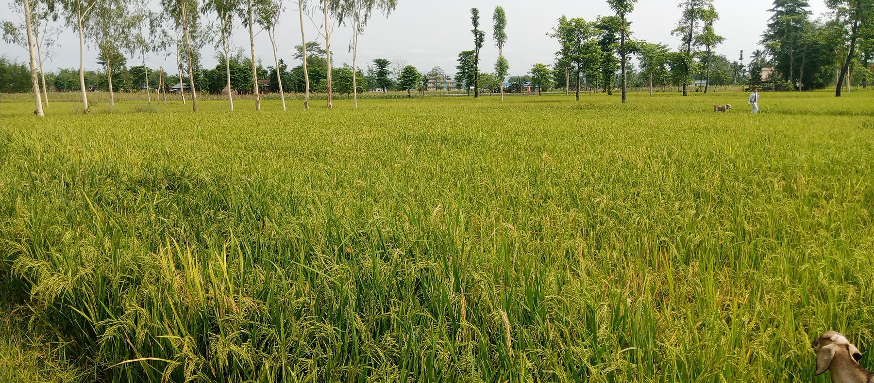 पाक्न थाल्यो चैते धान