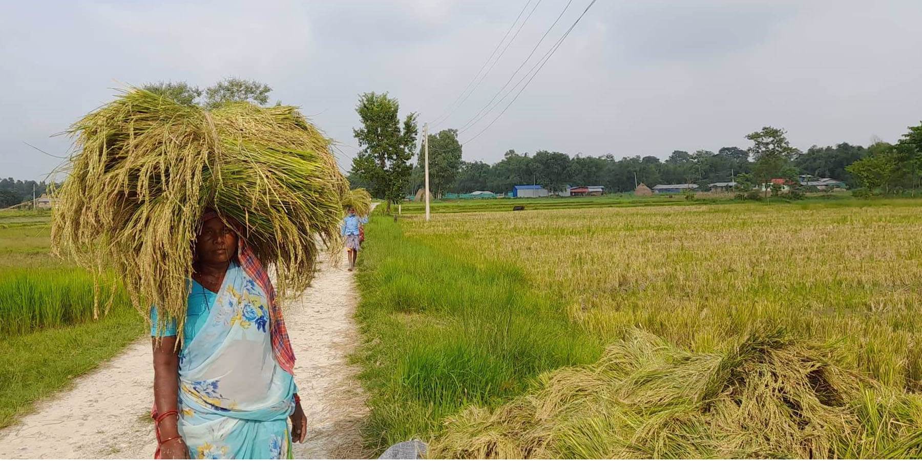 धान थन्कयाउँदै किसान