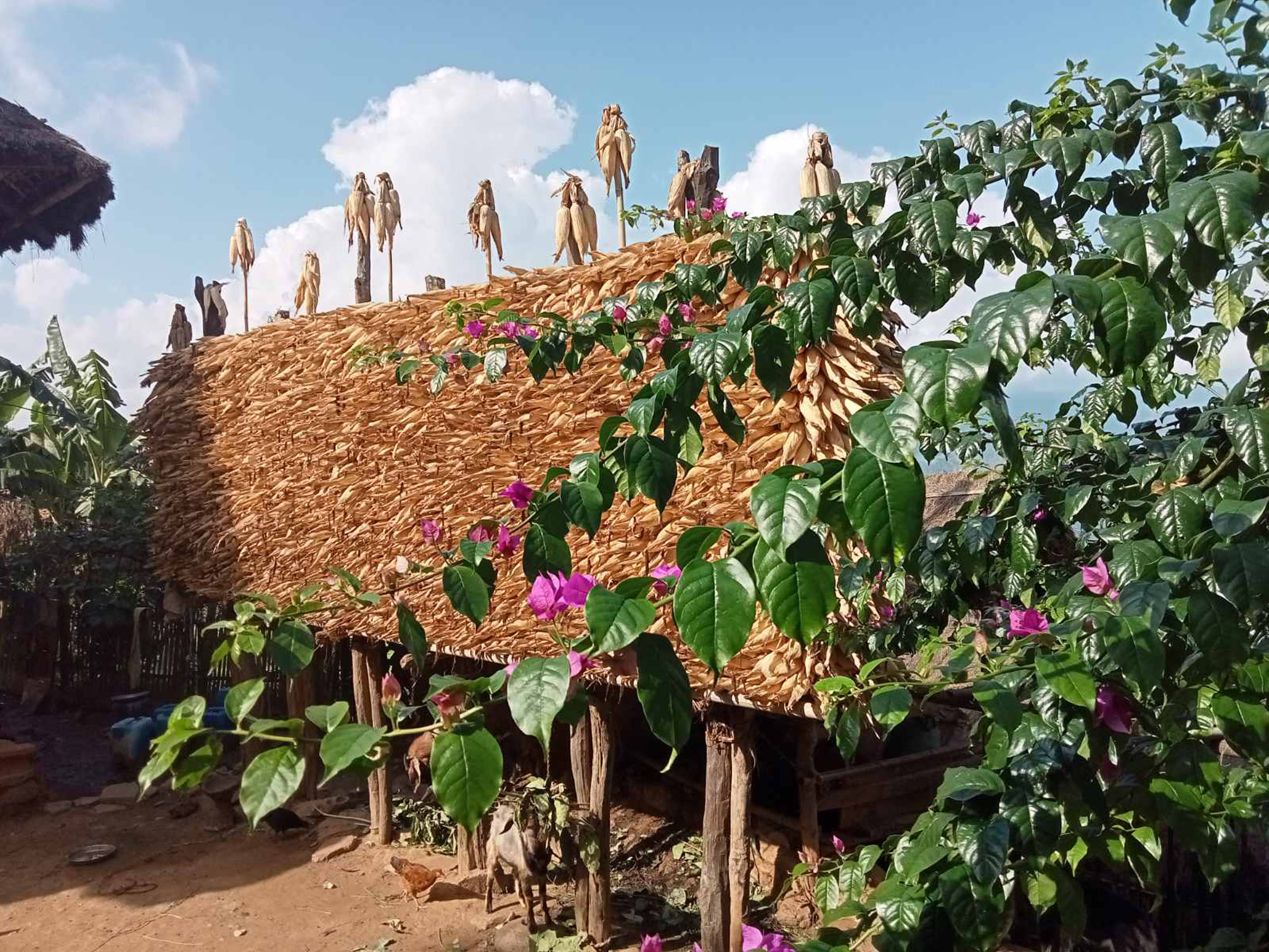 परम्परागत मकैको भण्डारण