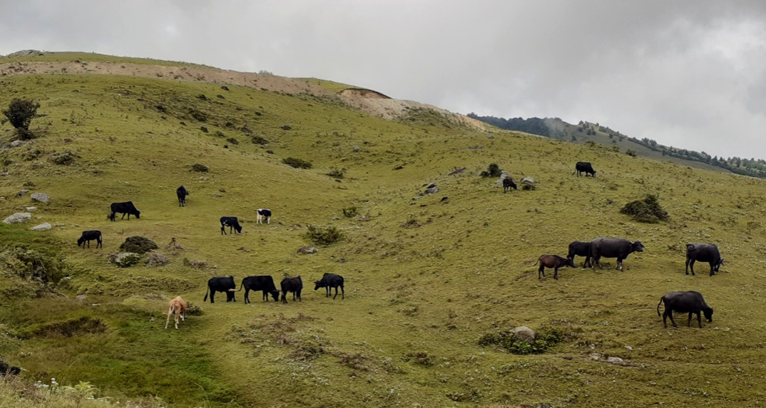 खर्कमा चर्दै गाईबस्तु