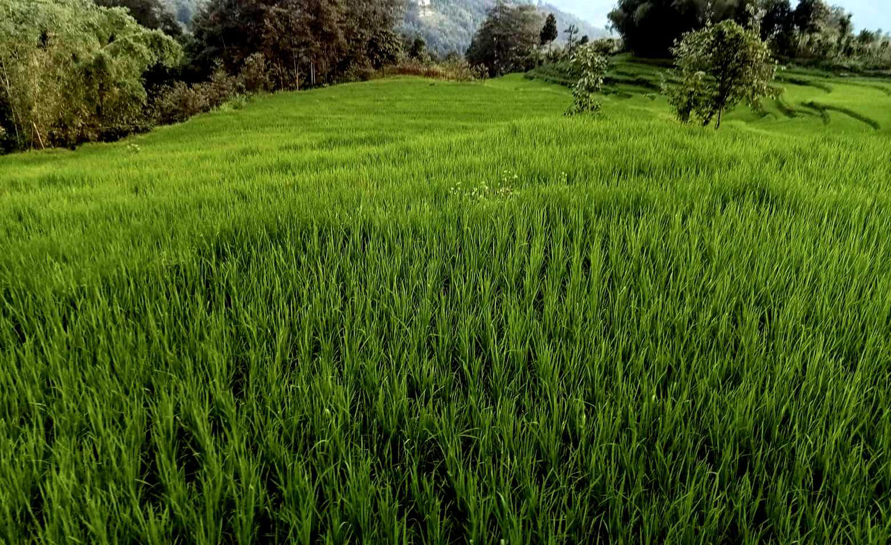 लहलाउँदो धान खेती