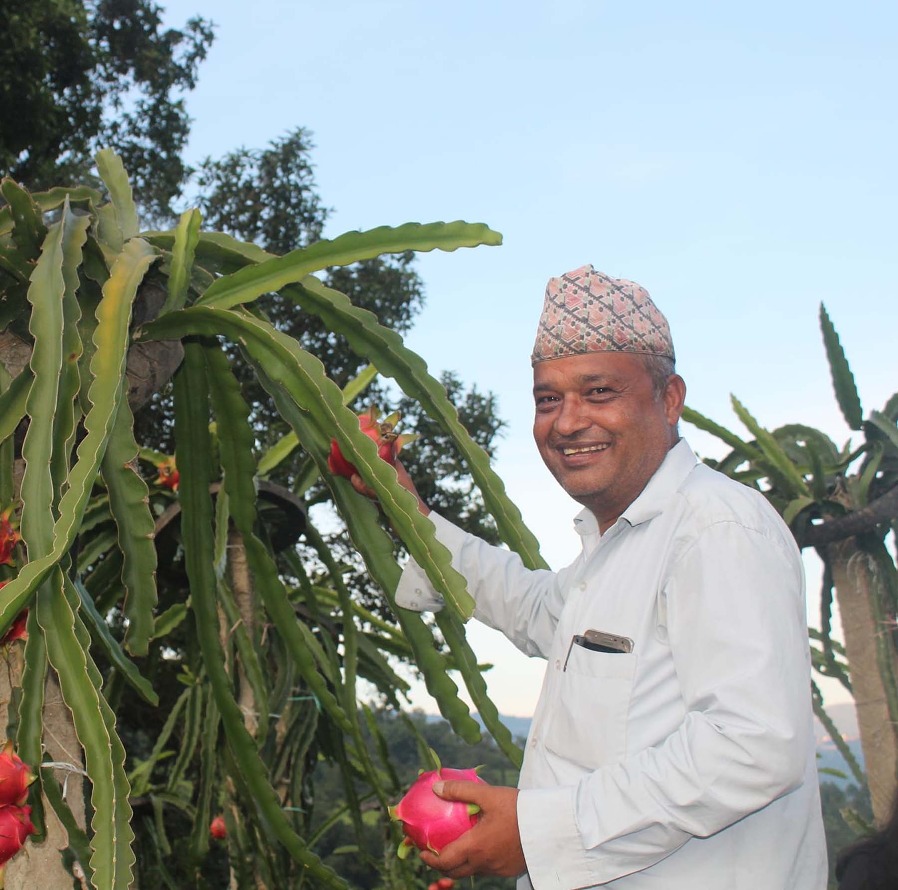 ड्रागन फल टिप्दै नेपाल