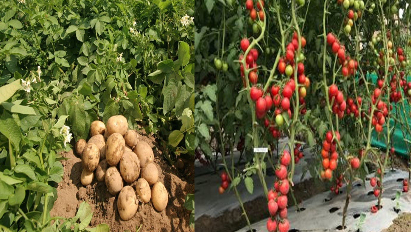 गोलभेडा सानो-लोकल को मूल्य घट्यो ठूलोमा तीन रुपैयाले बृद्धि