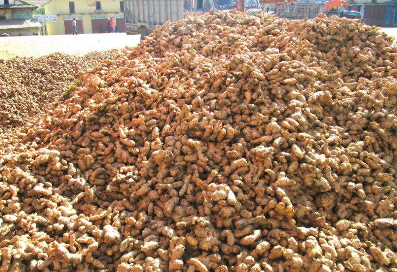 अदुवाको मूल्य अहिलेसम्मकै उच्चः प्रतिकेजी रु २०० देखि २२० सम्म