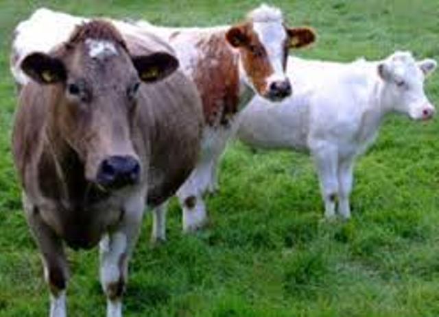 तनहुँमा चार सय पाडापाडी र बाच्छाबाच्छी हुर्काउन अनुदान