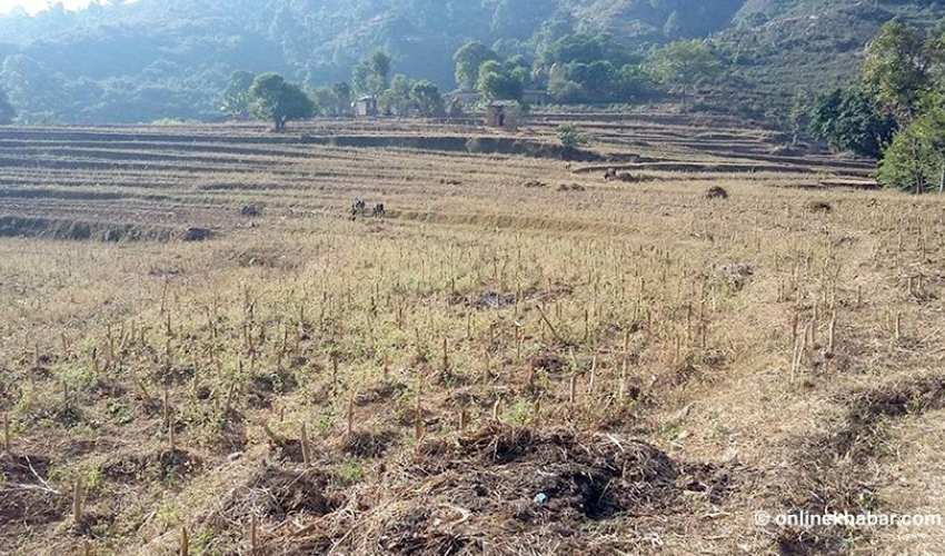 बाँझो जग्गा भाडामा लिएर खेती गर्दै महाशिला