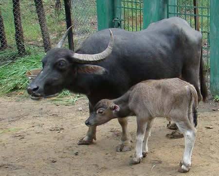 किसानलाई अनुदानमा भैँसी वितरण