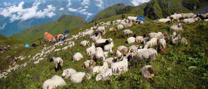 जुम्लामा भेडापालक किसानलाई गोठालो भत्ता, किसान उत्साहित