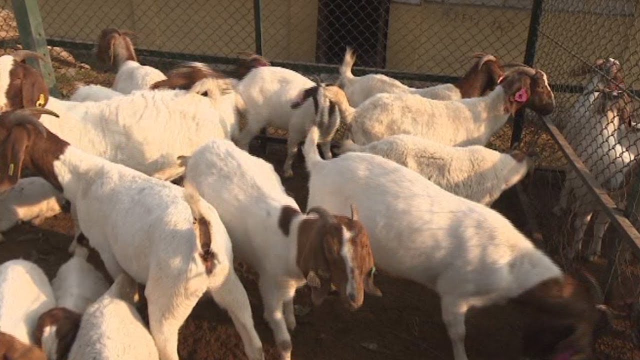 प्रतिगोटा डेढ लाखसम्ममा बिक्छन् बोयर बाख्राका पाठा !
