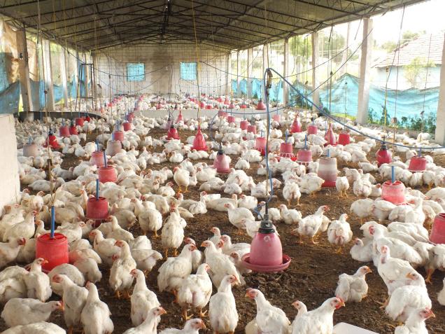 अब कुखुरापालक किसानले  चल्ला नकिन्ने