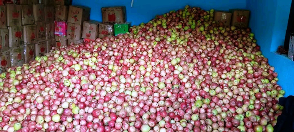 जुम्लाको स्याउ