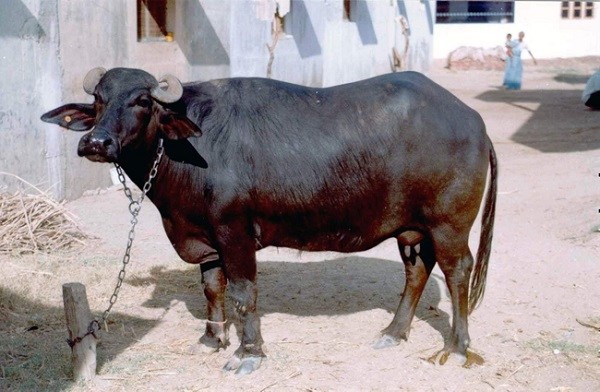 कृषकलाई भैँसी वितरण