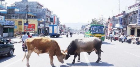 छाडा गाई र कुकुर व्यवस्थापन गर्न सांसदहरुको माग