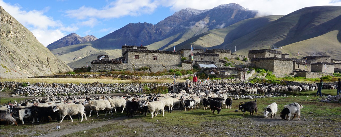 दसैँ तिहारमा ३० हजार खसीबोका माग, च्याङ्ग्रा लिन व्यापारी मुस्ताङतर्फ