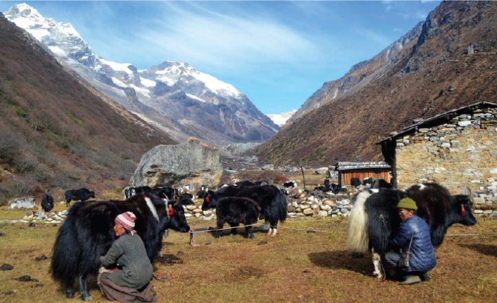 हिमाली क्षेत्रमा चौंरीको संख्यामा वृद्धि, प्रतिचौंरीको मूल्य एक लाख ५० हजार सम्ममा