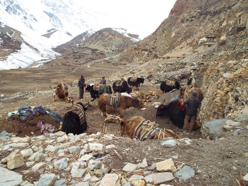 जगदुल्लामा ‘एक घर एक’ व्यवसाय
