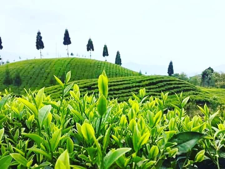 झापाबाट एघार करोडको चिया भारत निर्यात