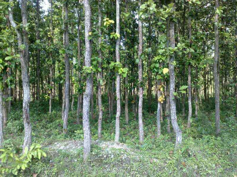 सामुदायिक वनको काठ बिक्रीको अनुमतिमा घुस मागेपछि...