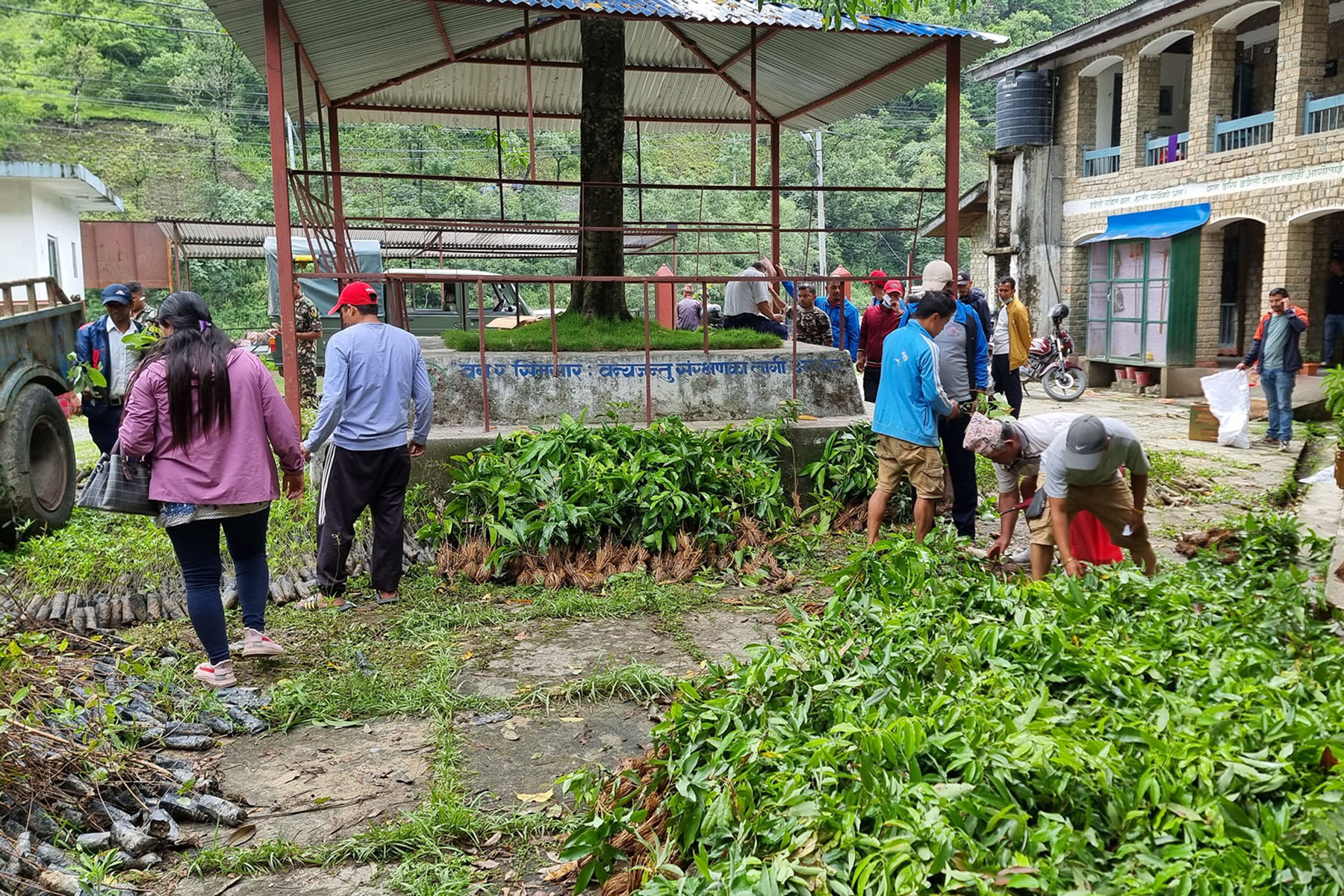 घाँसको बिरुवा