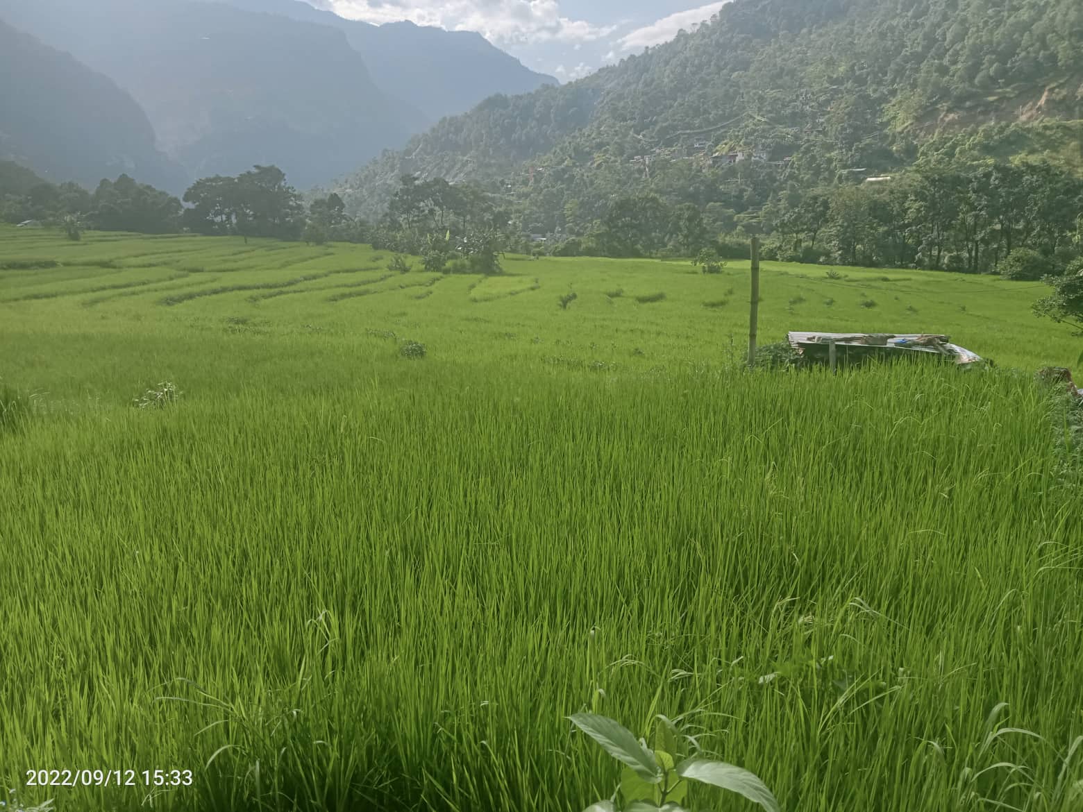 ज्यामरुककोटको धानफाँट