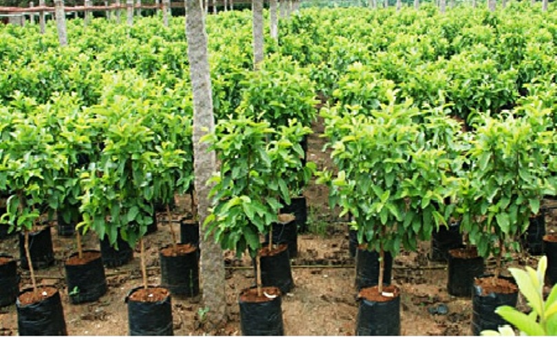 हिउँदे फलफूलका बिरुवा बेचेर २७ लाख राजश्व सङ्कलन