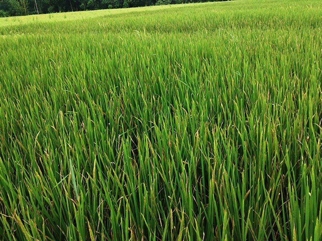 पीडित किसानबाट क्षतिपूर्ति माग